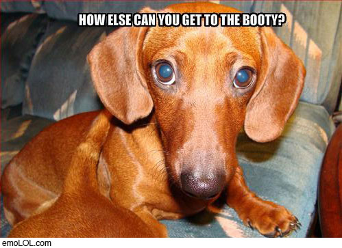 emo-animal-pictures-weiner-dog-booty