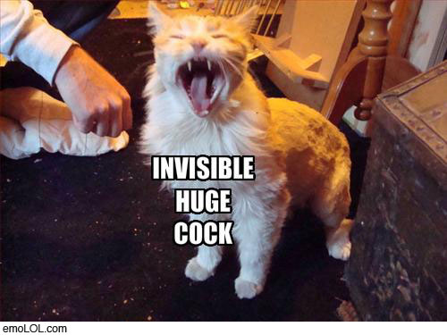 emo-animal-pictures-invisible-cock-cat
